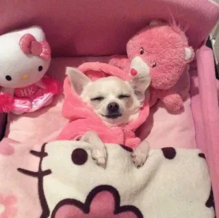 ☺️ Hello Kitty HK hond, chihuahua, roze, bed, deken, Hello Kitty, schattig, dier telegram sticker