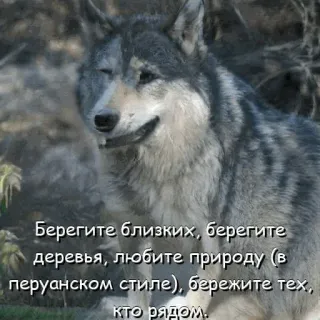 🧐 Берегите близких, берегите
деревья, любите природу (в
перуанском стиле), бережите тех,
кто рядом. หมาป่า, ธรรมชาติ, สัตว์, ต้นไม้, รัสเซีย, ข้อความ, อนุรักษ์ telegram sticker