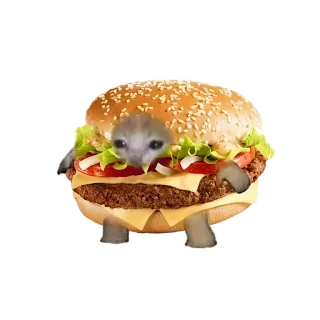 🍔 เบอร์เกอร์, แมว, สัตว์, อาหาร, มีม, ตลก, แซนวิช whatsapp sticker