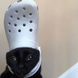 😢 kucing, buaya, sepatu, binatang, hewan peliharaan, kucing hitam telegram sticker