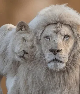 😍 лев, белый, животное, большая кошка, дикая природа telegram sticker