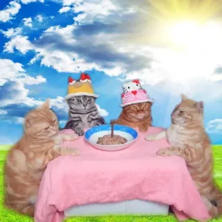 🤗 koty, kocięta, stół, kapelusze, jedzenie, zwierzęta telegram sticker