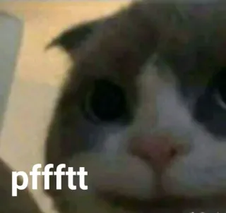 🐱 pfffftt Katze, lustig, Meme, Tier, Haustier, süß whatsapp sticker