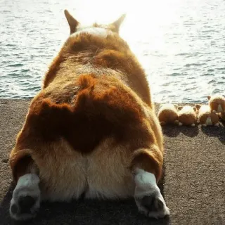 🐾 corgi, hund, strand, meer, tiere, haustier whatsapp sticker