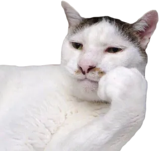 😒 cat, thinking, animal, pet, domestic animal telegram sticker