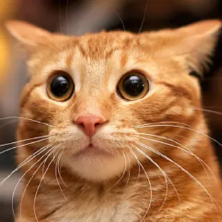 🙄 gatto, spaventato, divertente, meme, animale, animale domestico, scioccato telegram sticker