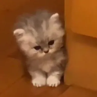 😔 小猫, 猫, 可爱, 动物, 家猫, 宠物, 猫科动物 telegram sticker