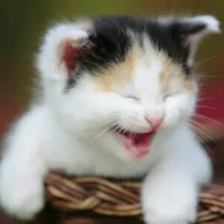 😆 kätzchen, katze, haustier, tier, süß, korb, klein, hauskatze telegram sticker
