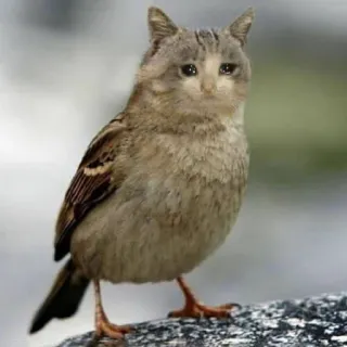 🐱 猫, 鳥, ハイブリッド, 動物, ミーム, 面白い, かわいい telegram sticker