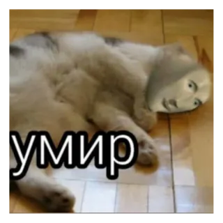 😵 умир cat, meme, funny, animal, pet, humor telegram sticker