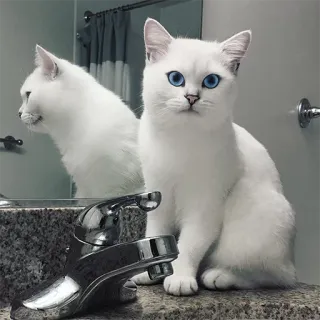 😕 gato, gato branco, olhos azuis, animal de estimação, animal, banheiro telegram sticker