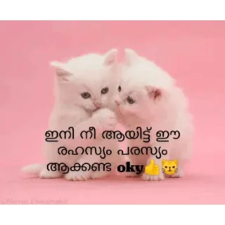 🤓 ഇനി നീ ആയിട്ട് ഈ രഹസ്യം പരസ്യം ആകേണ്ട ok👍🏻😾 katten, kittens, schattig, dieren, malayalam telegram sticker