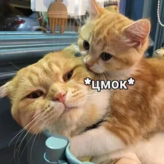 💋 *цмок* кошки, котята, животные, милые, ласковые, поцелуй, питомец telegram sticker