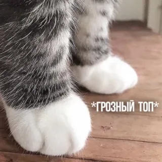 😾 ГРОЗНЫЙ ТОП แมว, อุ้งเท้า, น่ารัก, สัตว์, สัตว์เลี้ยง telegram sticker