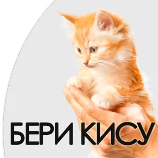 😻 БЕРИ КИСУ kätzchen, katze, süß, haustier, tier, russisch, beri kisu telegram sticker