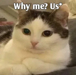👀 Why me? Us* cat, meme, funny, question, pet whatsapp sticker