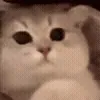🐱