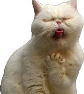 🤤 cat, cute, animal, white cat, tongue, funny telegram sticker