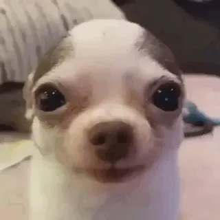 🐩 dog, chihuahua, pet, animal, cute, funny telegram sticker