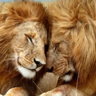 ❤️ leão, afeição, animais, amor, vida selvagem telegram sticker