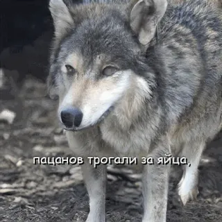 🥚 пацанов трогали за яйца, หมาป่า, สัตว์, ธรรมชาติ telegram sticker