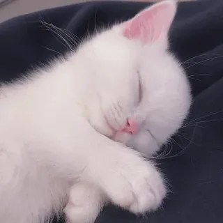 🐾 แมว, ลูกแมว, นอนหลับ, สีขาว, น่ารัก, สัตว์, สัตว์เลี้ยง whatsapp sticker
