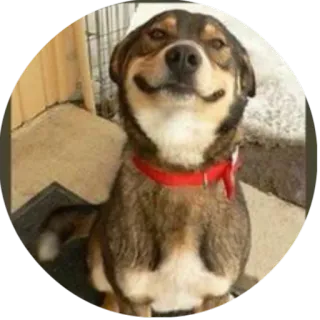 😗 dog, red, animal, portrait, pet telegram sticker