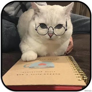 🤓 coffee doodlez and all sorts of things chat, lunettes, carnet, café, gribouillis, animal whatsapp sticker