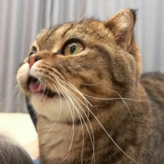 🐱 고양이, 동물, 애완동물, 귀여운, 혀, 가축 whatsapp sticker
