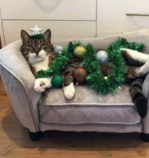 🤩 cat, christmas, holiday, ornaments, decoration, couch, pet, animal telegram sticker