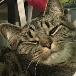 😉 cat, pet, animal, tabby, domestic cat, feline telegram sticker