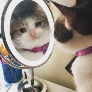 😭 kucing, sedih, menangis, cermin, anak kucing, hewan peliharaan, binatang telegram sticker