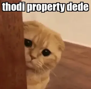 👀 thodi property dede gato, meme, lindo, gracioso, propiedad, suplicando telegram sticker