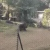 🏈