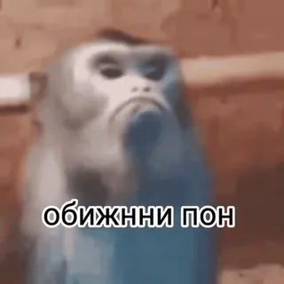 😒 обижнни пон monkey, meme, funny, animal telegram sticker