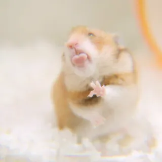 ✨ Hamster, Nagetier, Tier, niedlich whatsapp sticker