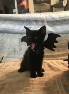 🖤 kociak, kot, czarny kot, wampir, halloween, zwierzę, zwierzak, słodki telegram sticker
