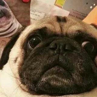 😐 perro, carlino, mascota, animal, lindo, gracioso telegram sticker