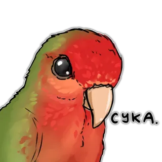 👿 сука. Papagei, Vogel, Aufkleber, Beleidigende Sprache whatsapp sticker