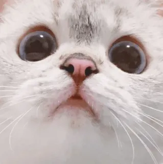 🌧 gatto, carino, animale, animale domestico, gattino, occhi telegram sticker