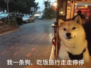 🐶 我一条狗，吃饭旅行走走停停 cachorro, viagem, comida, Shiba Inu, animal whatsapp sticker