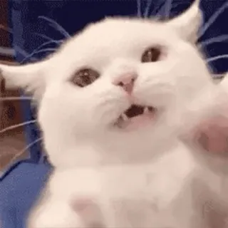 🐱 chat, animal, mème, drôle, animal de compagnie, mignon whatsapp sticker