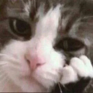 😒 Katze, Tier, Haustier, Katzenartig, süß, traurig, denkend telegram sticker