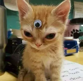 😐 chaton, chat, yeux globuleux, animal, drôle, mignon whatsapp sticker