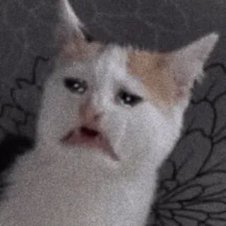 😢 แมว, เศร้า, มีม, สัตว์, ตลก telegram sticker