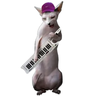 🐱 고양이, 스핑크스 고양이, 키보드, 악기, 음악, 보라색 모자 telegram sticker