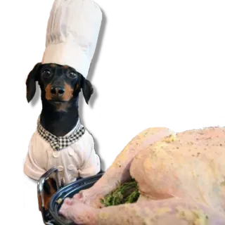 👩‍🍳 dog, chef, cooking, kitchen, animal, dachshund whatsapp sticker