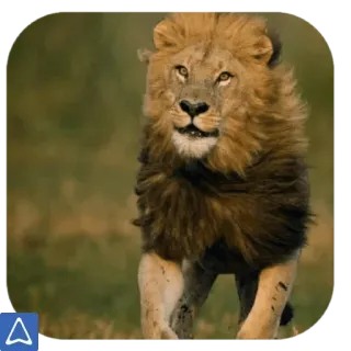 @wisdom_droplets A Animals — @stckrRobot telegram stickers
