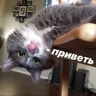 😌 Привет gatto, saluto, animale, russo whatsapp sticker