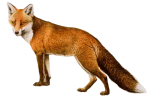 🦊 animale, volpe, fauna selvatica, natura whatsapp sticker